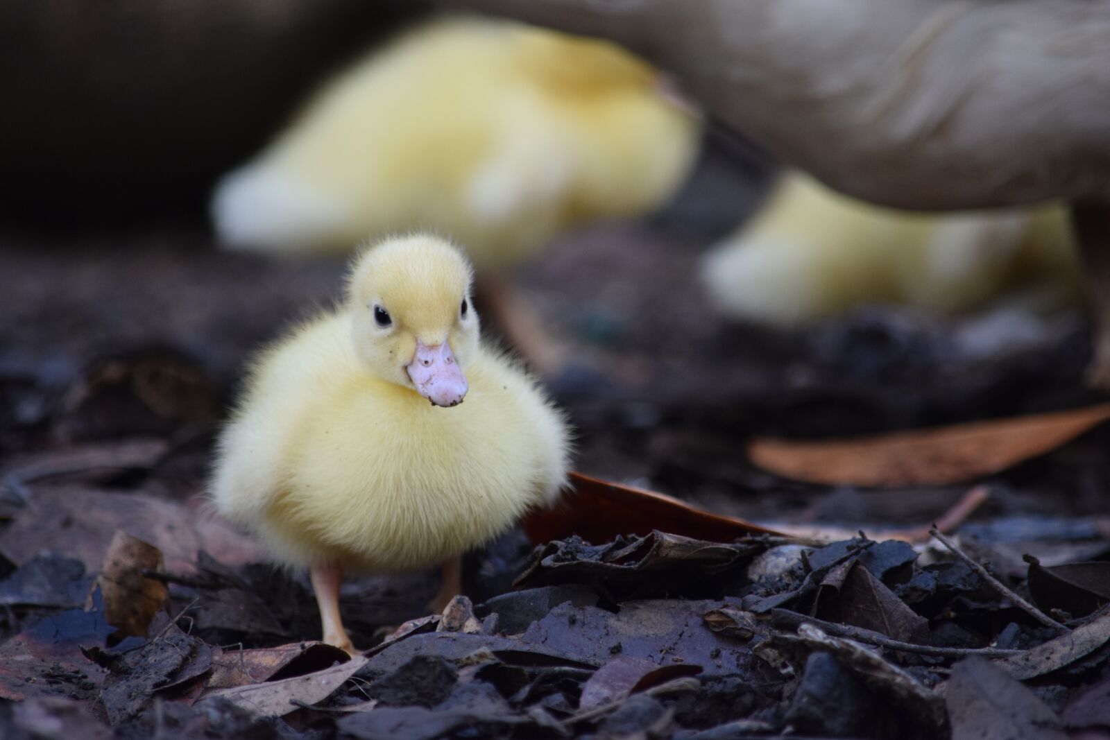 Nikon D5300 sample photo. Animals, duck, duckling photography
