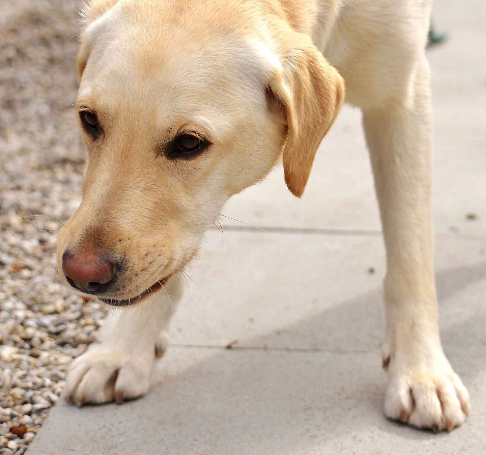 Nikon D3200 sample photo. Labrador, dog, sweet photography