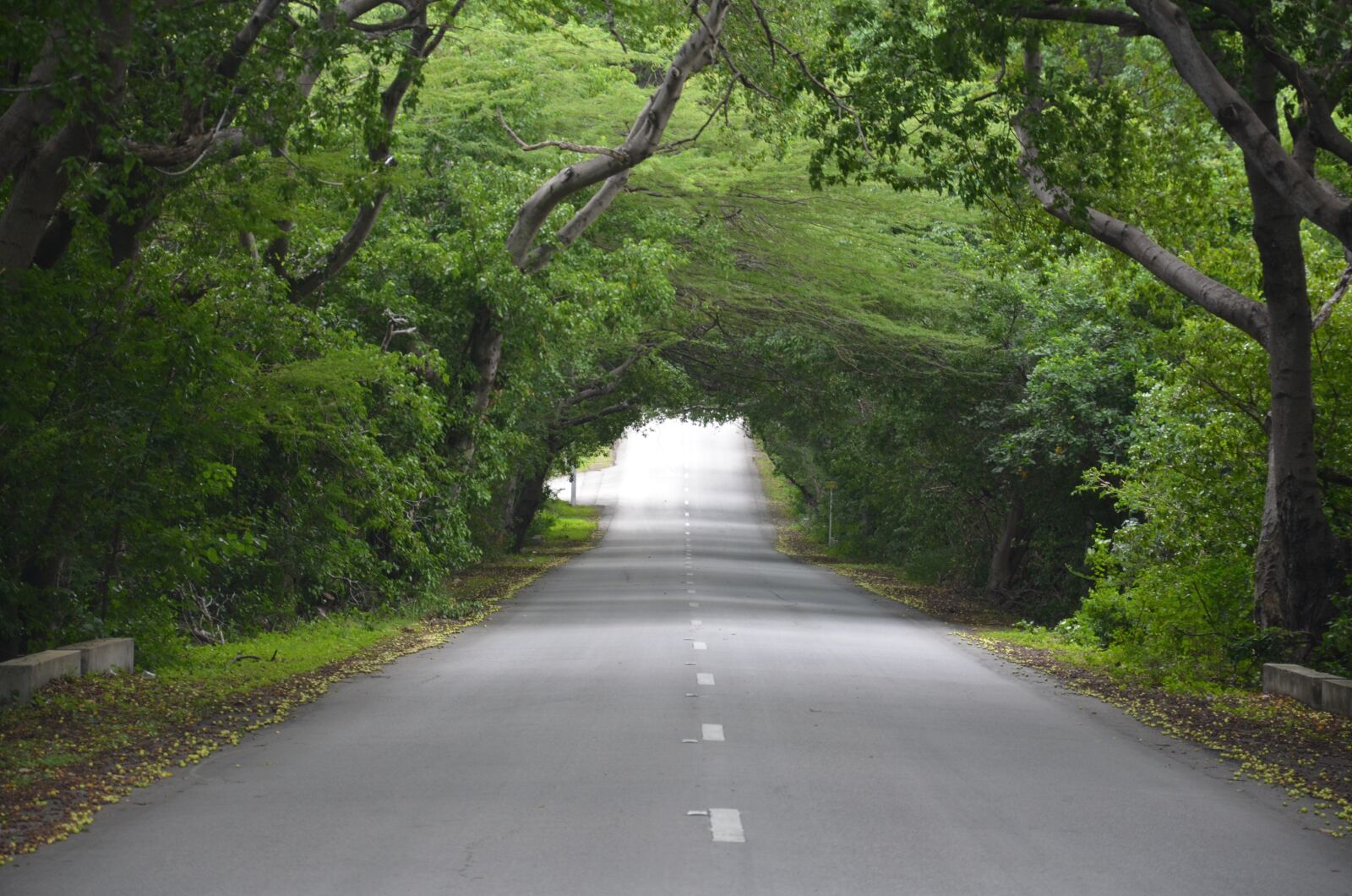 Nikon D5100 sample photo. Road, tree, green photography