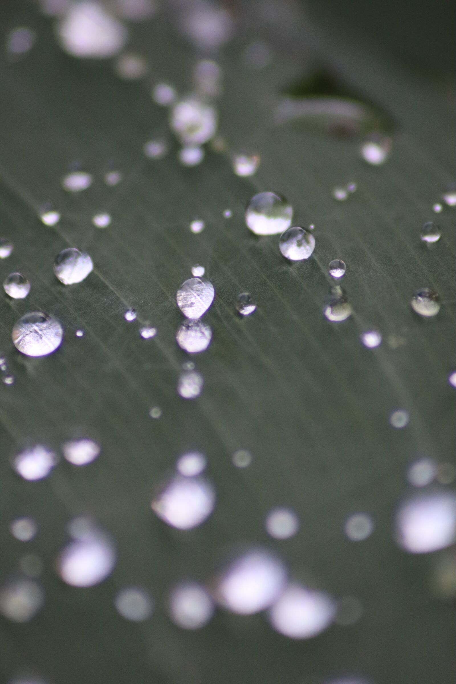 Canon EOS M50 (EOS Kiss M) sample photo. Dewdrop, leaf green, water photography