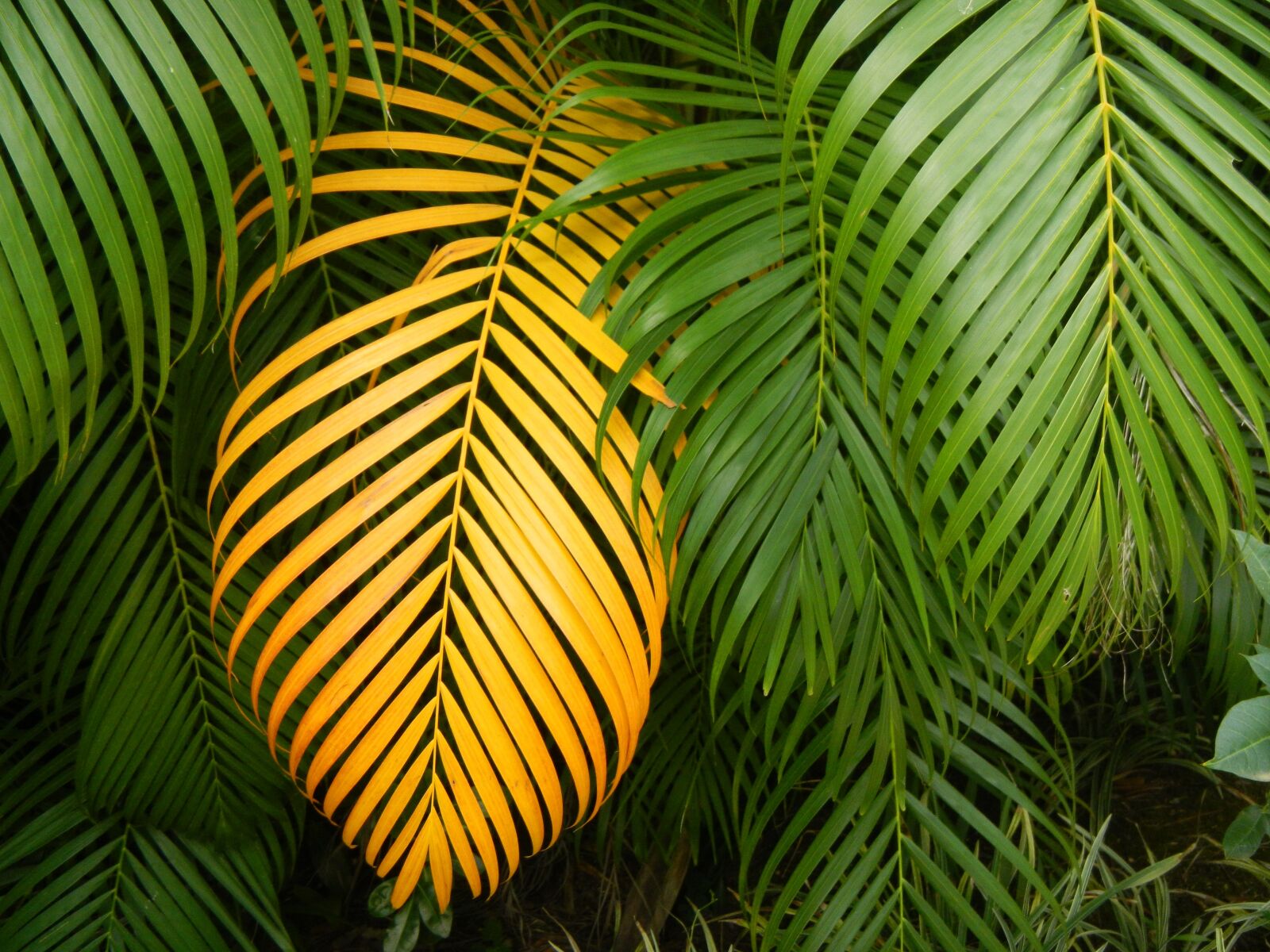 Nikon Coolpix AW100 sample photo. Leaf, multiplying, tropical photography