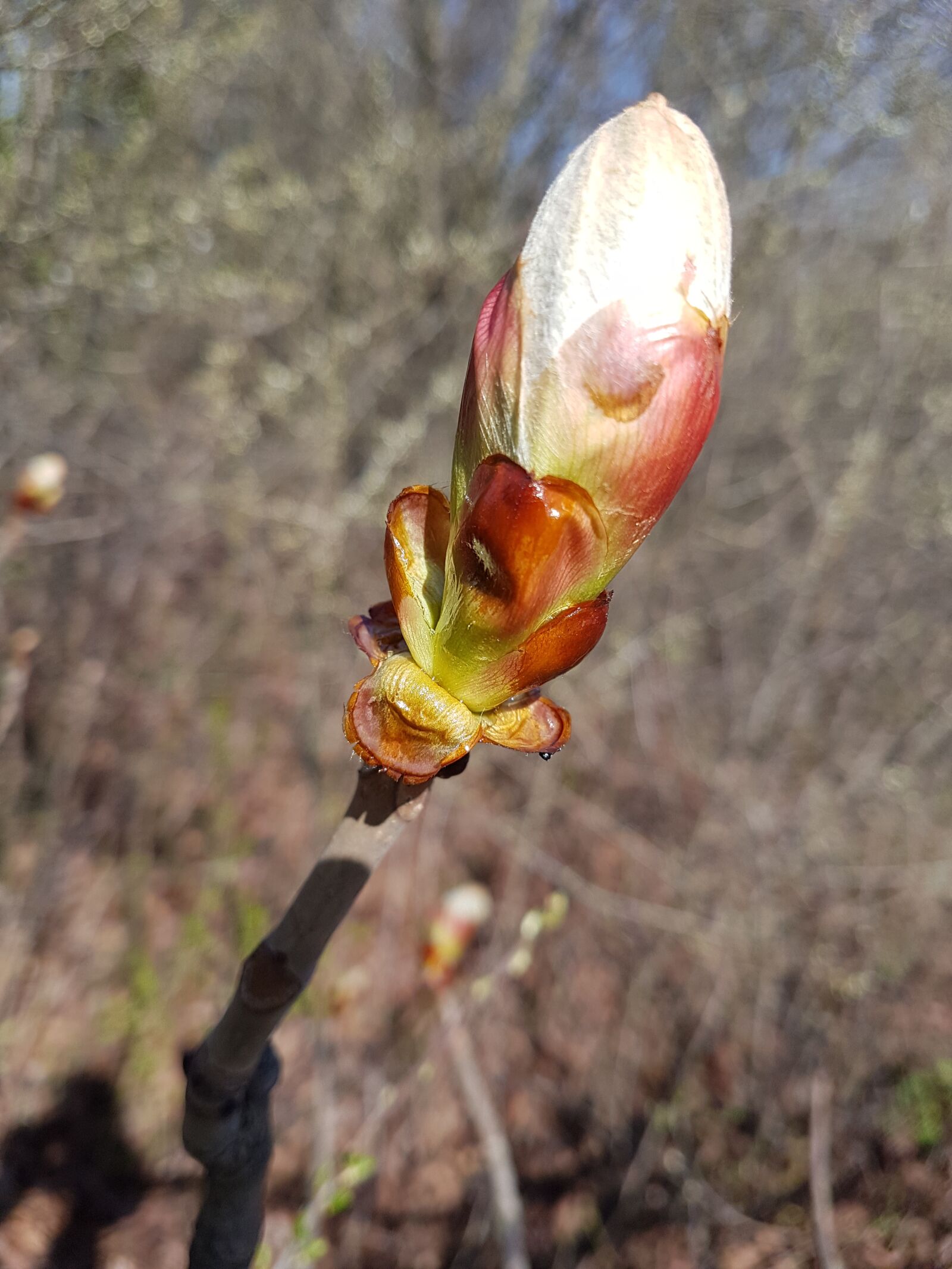 Samsung Galaxy S7 Edge sample photo. Flower, nature, plant photography