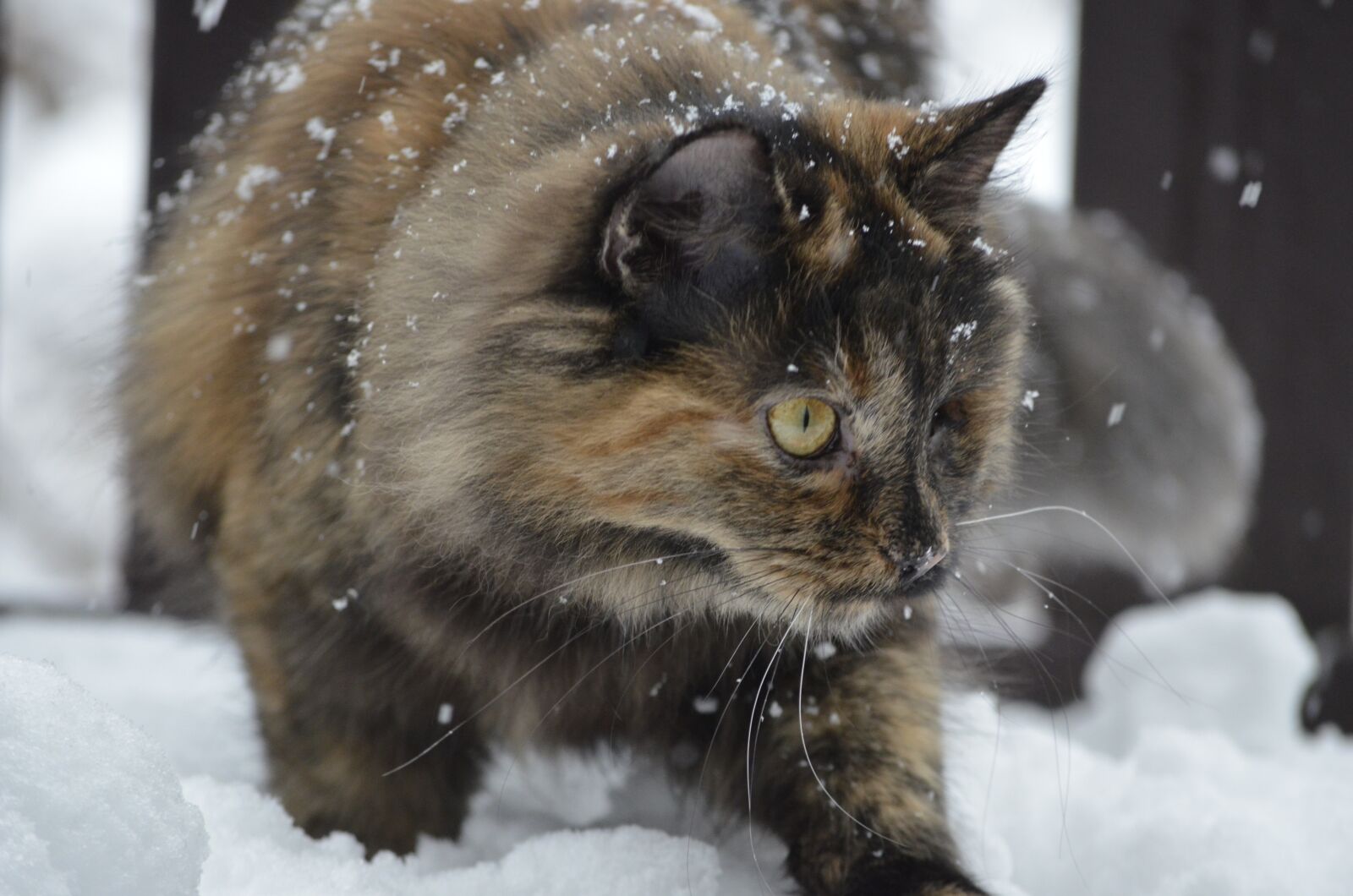 Nikon D5100 sample photo. Kitten, winter, cat photography