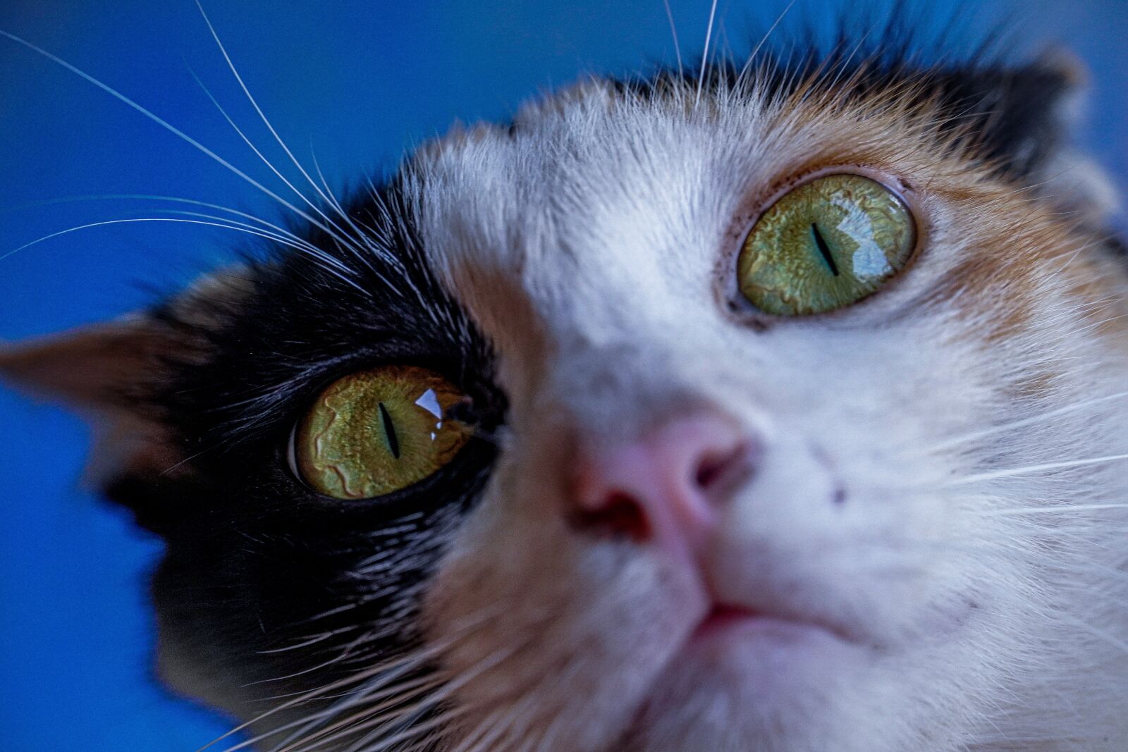 Sony a6400 sample photo. Cat, kitten, scar photography