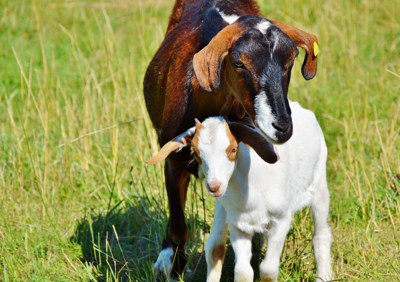 Nikon D3200 sample photo. Goat, prima donna, geiss photography