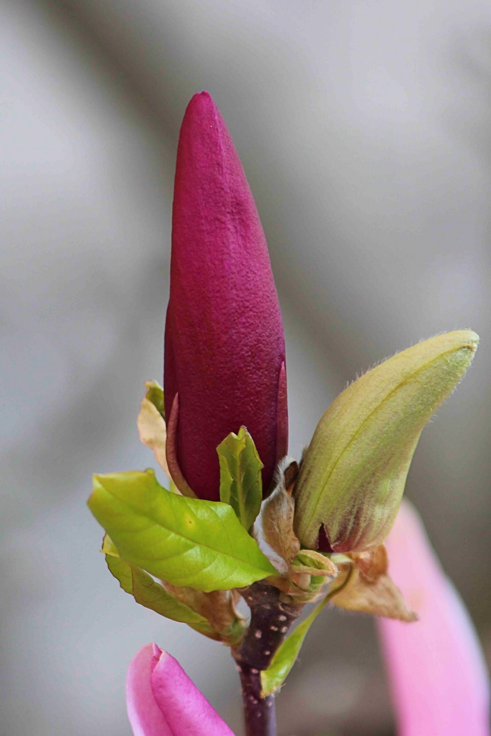Canon EOS 600D (Rebel EOS T3i / EOS Kiss X5) sample photo. Magnolia, blossom, bloom photography