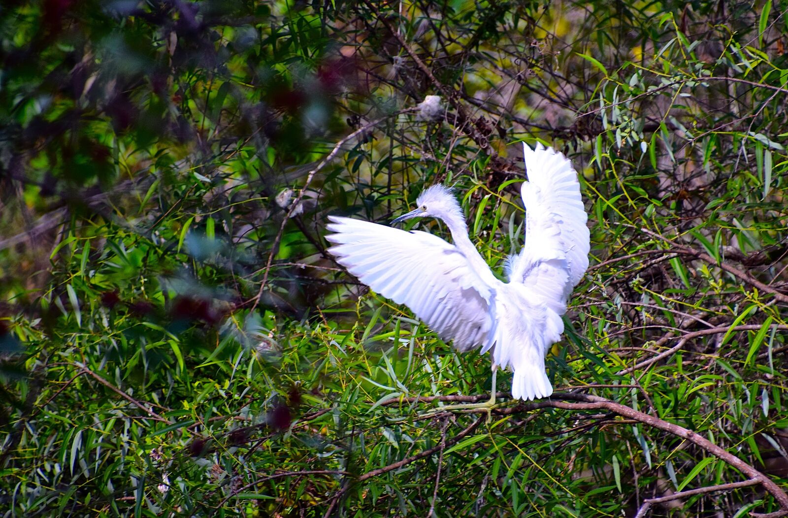Nikon D3300 sample photo. Everglades, snowy, egret photography