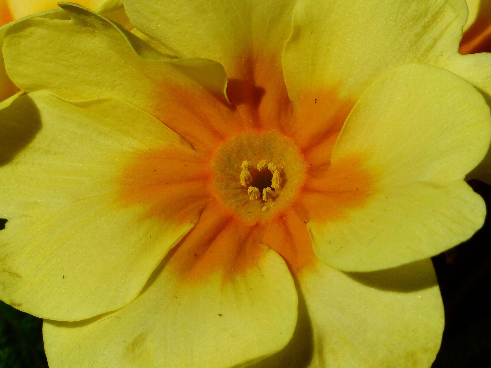 Panasonic Lumix DMC-FZ200 sample photo. Primrose, flower, blossom photography