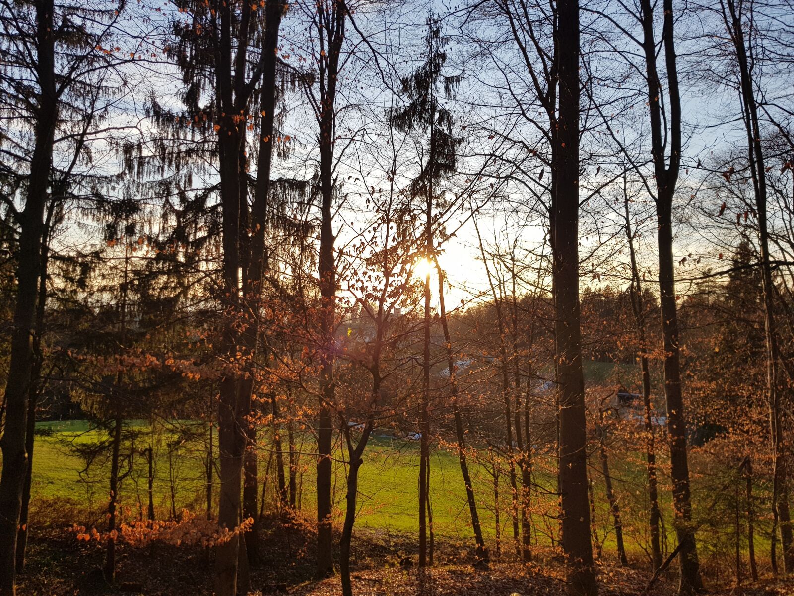 Samsung Galaxy S8 sample photo. Tree, nature, wood photography