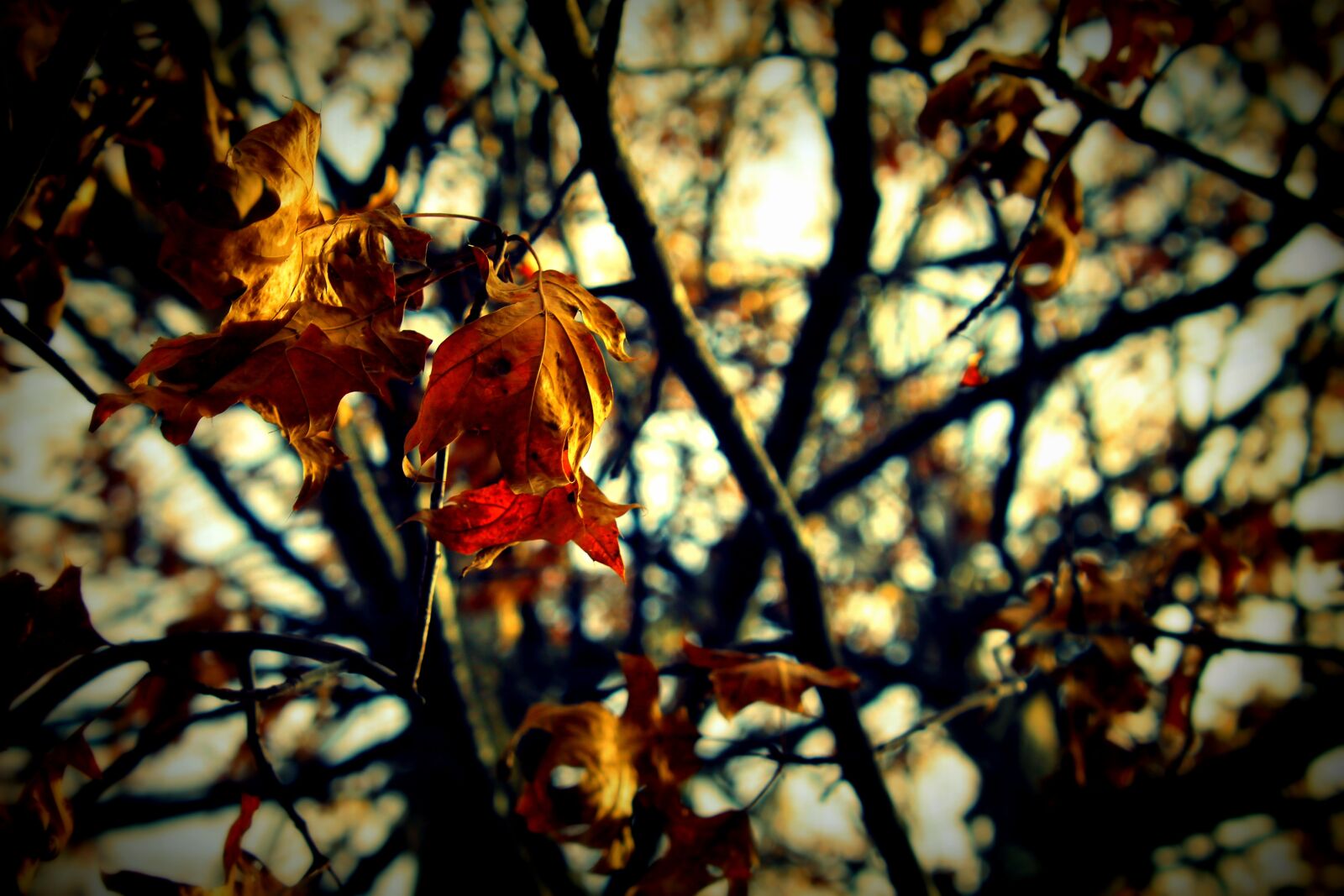 Canon EOS 1100D (EOS Rebel T3 / EOS Kiss X50) sample photo. Leaves, fall, fall leaves photography