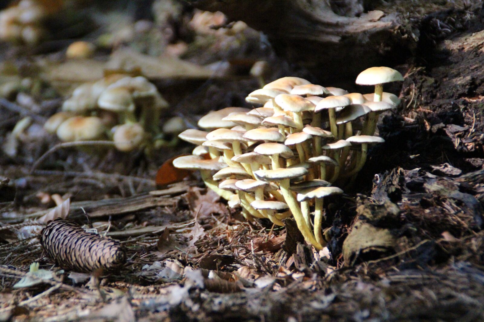 Canon EOS 650D (EOS Rebel T4i / EOS Kiss X6i) sample photo. Mushroom, utrecht, autumn photography