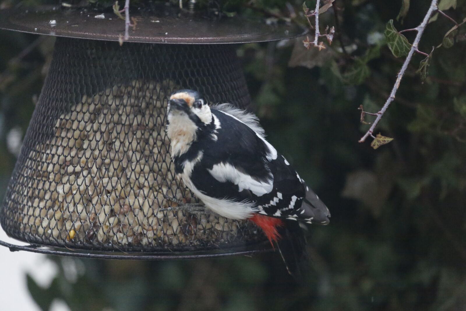 Canon EF 100-400mm F4.5-5.6L IS USM sample photo. Woodpecker, bird, great spotted photography