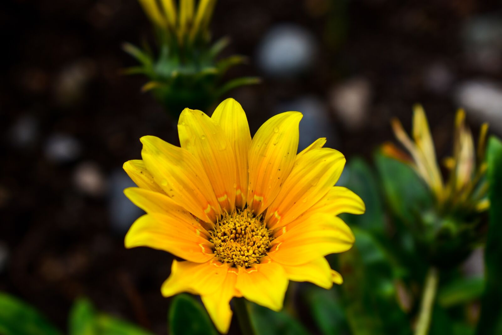 Nikon D3400 sample photo. Nature, flower, plant photography