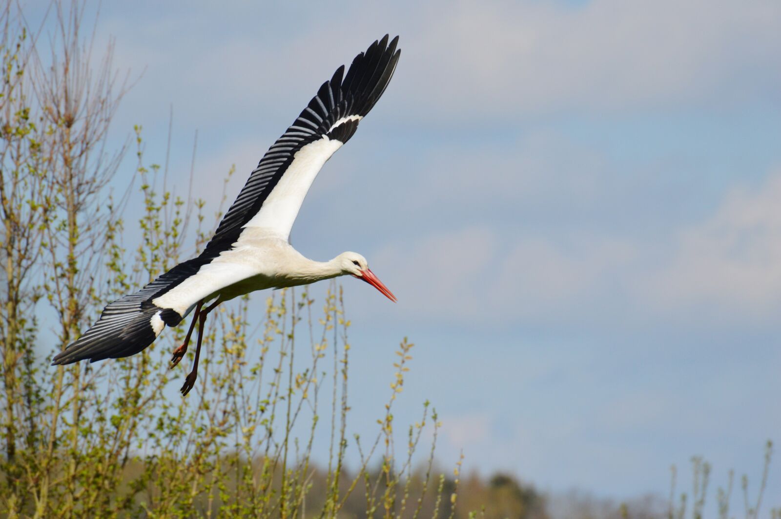 Nikon D3200 sample photo. Stork, flying, elegant photography
