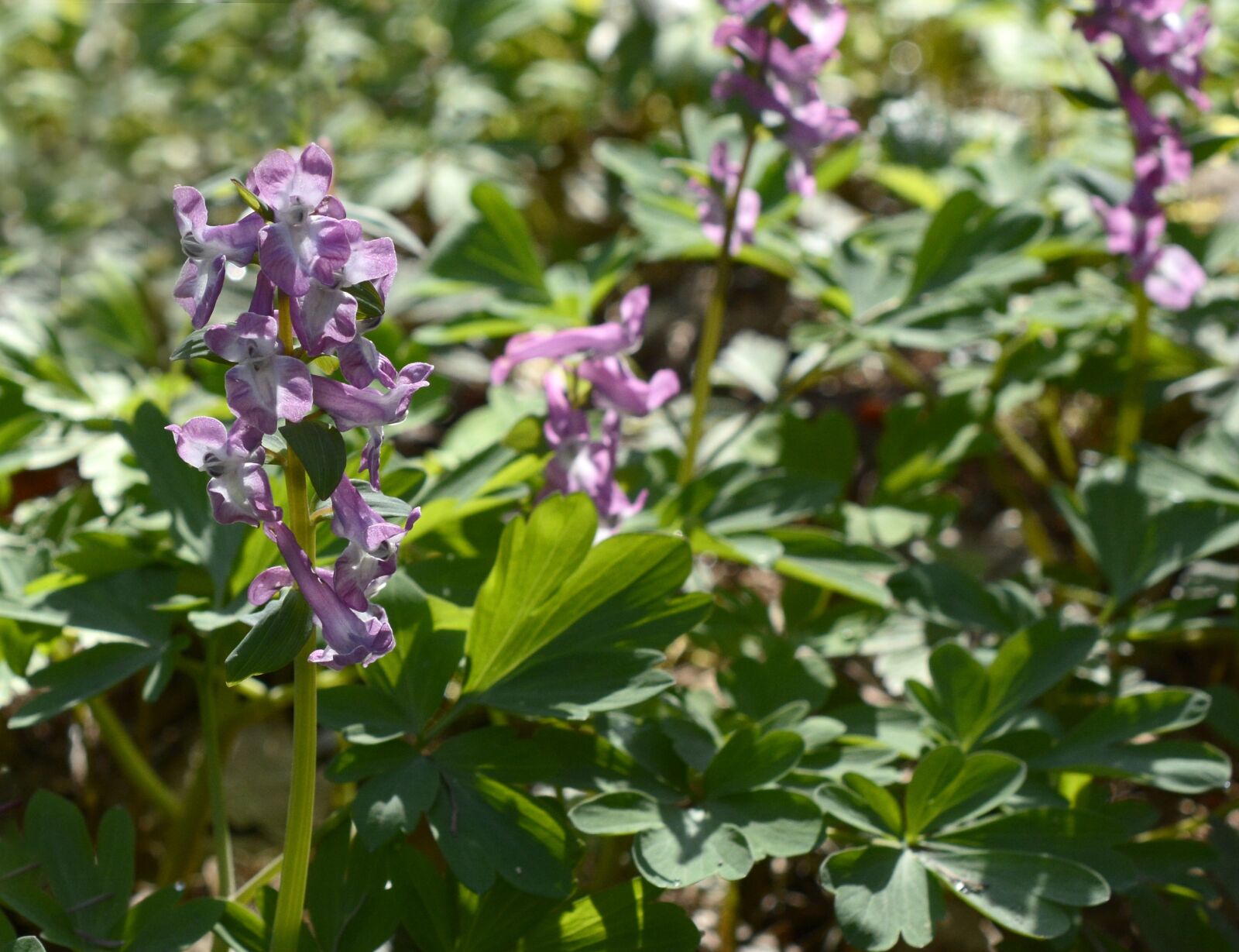Nikon D7100 sample photo. Hollow corydalis, blossom, bloom photography