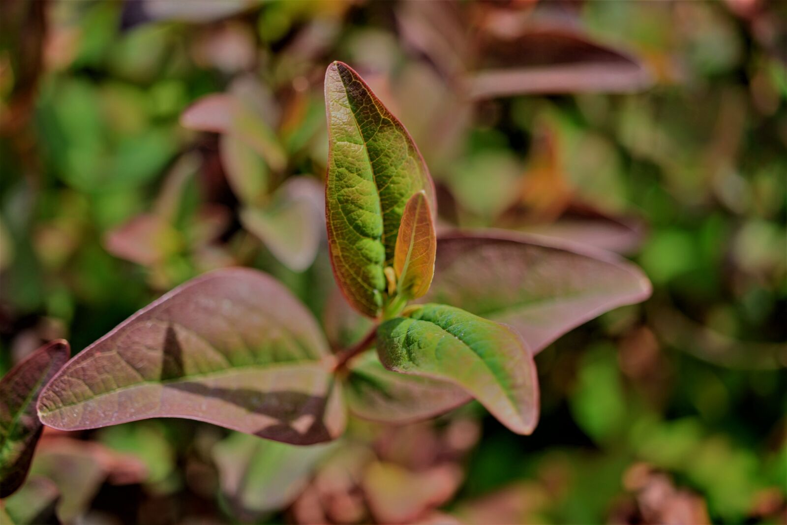 Canon EF-S 35mm F2.8 Macro IS STM sample photo. Blood st john's wort photography