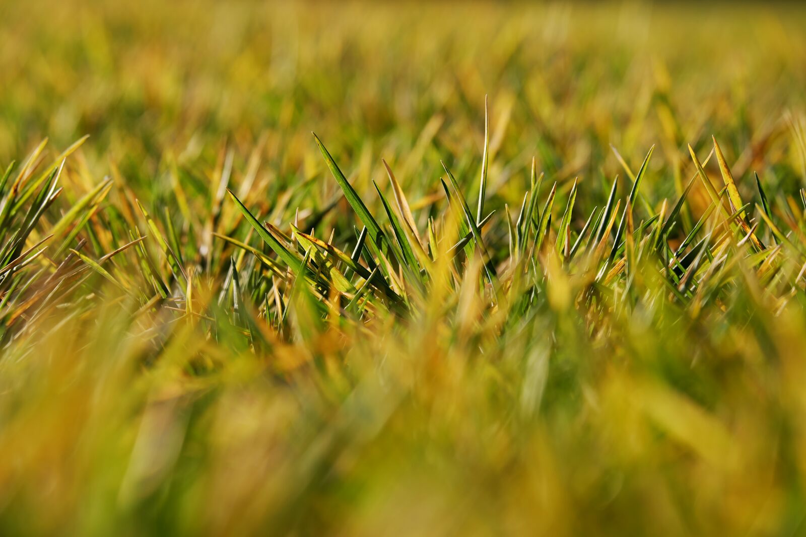 Fujifilm XF 55-200mm F3.5-4.8 R LM OIS sample photo. Tiefensch rfe, depth of photography