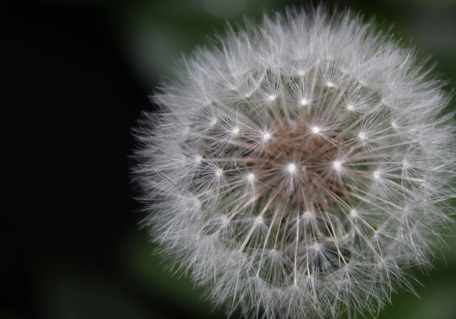 Canon EOS 1300D (EOS Rebel T6 / EOS Kiss X80) sample photo. Flower, make a wish photography