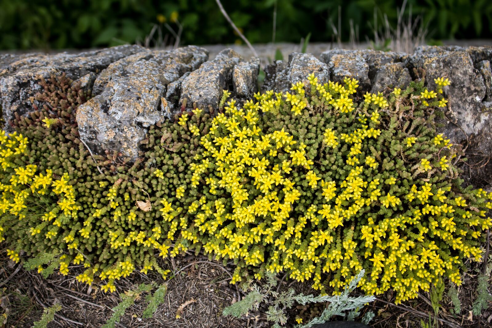 Canon EOS 750D (EOS Rebel T6i / EOS Kiss X8i) sample photo. Flowers, wall, blossom photography