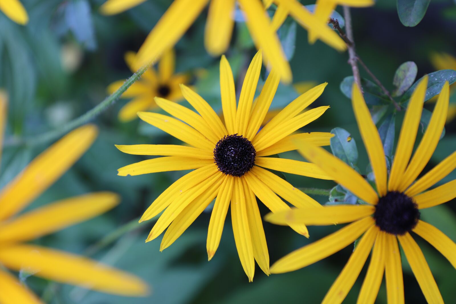 Canon EOS 800D (EOS Rebel T7i / EOS Kiss X9i) sample photo. Yellow, flower, plant photography