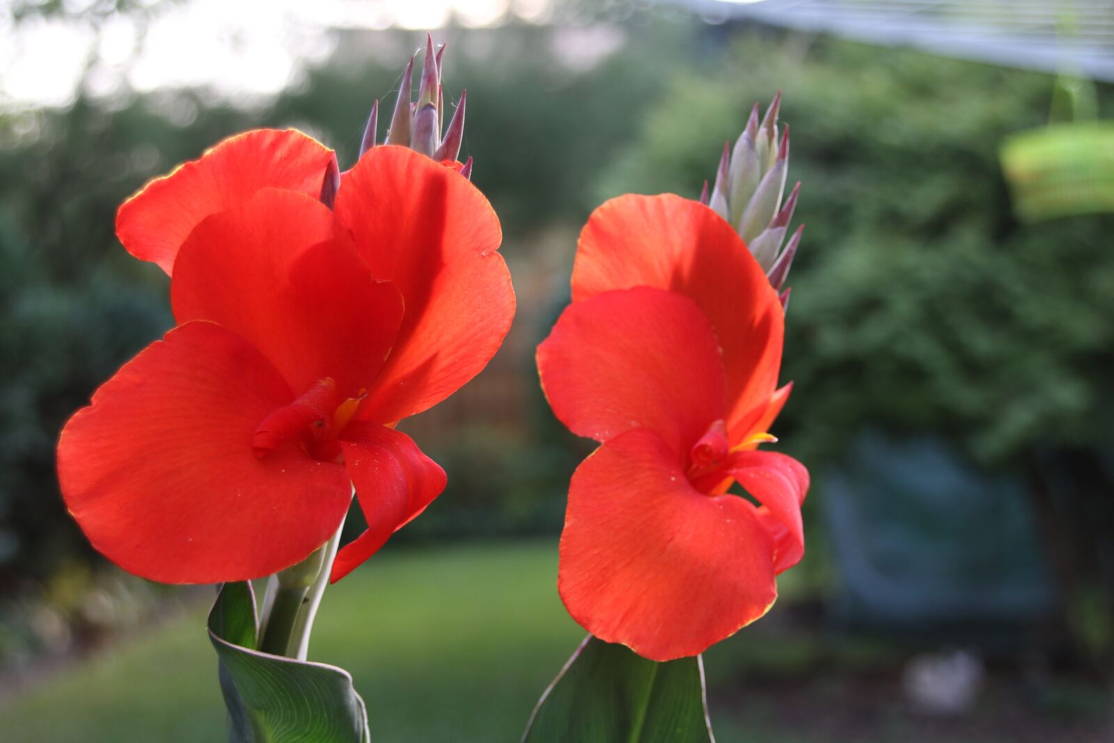 Canon EOS 70D sample photo. Canna, blossom, bloom photography