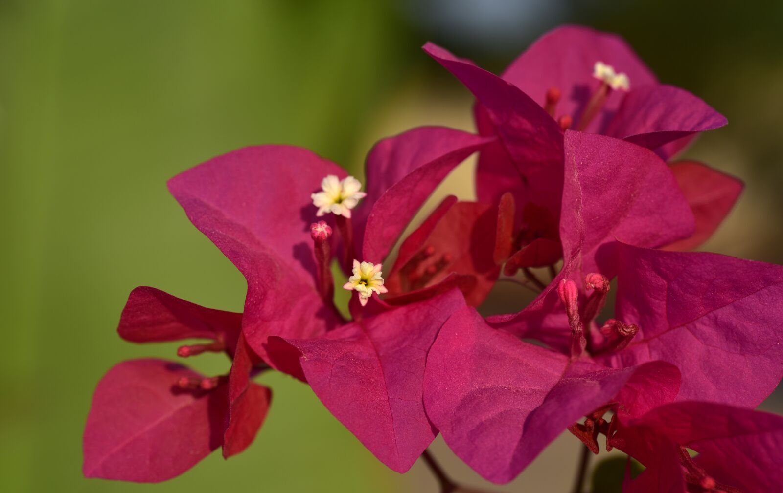 Nikon D750 sample photo. Bougainvillea, flower, blossom photography