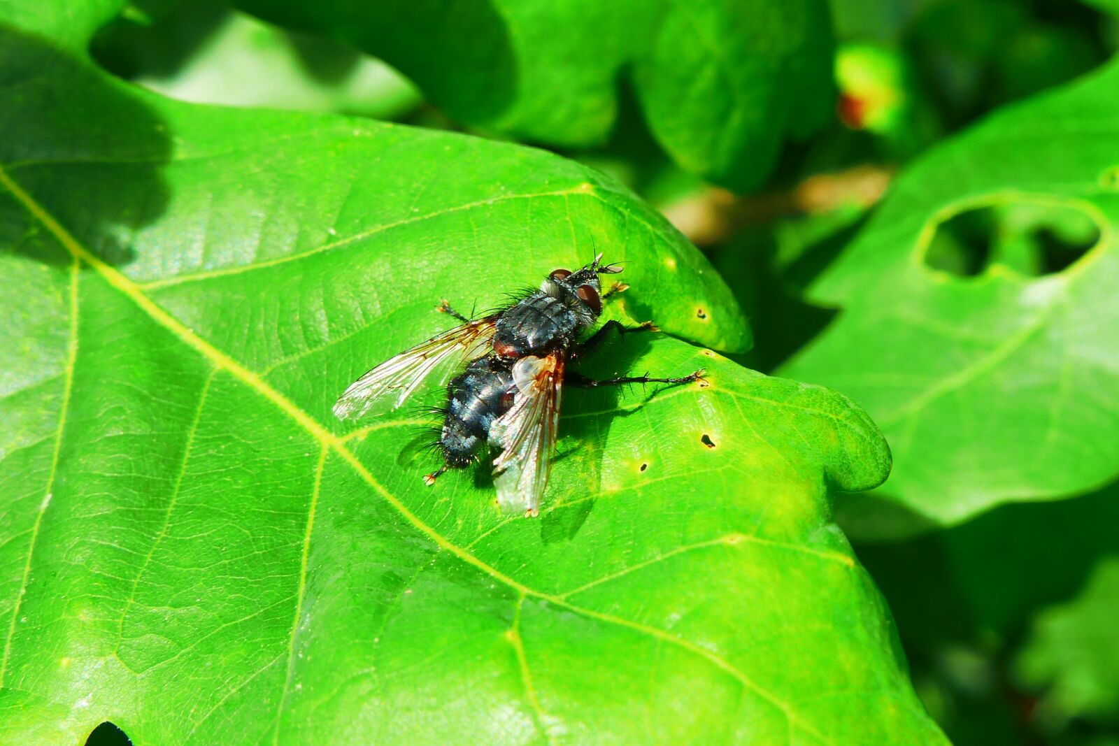 Panasonic Lumix DMC-FZ200 sample photo. Animals, invertebrates, insect photography