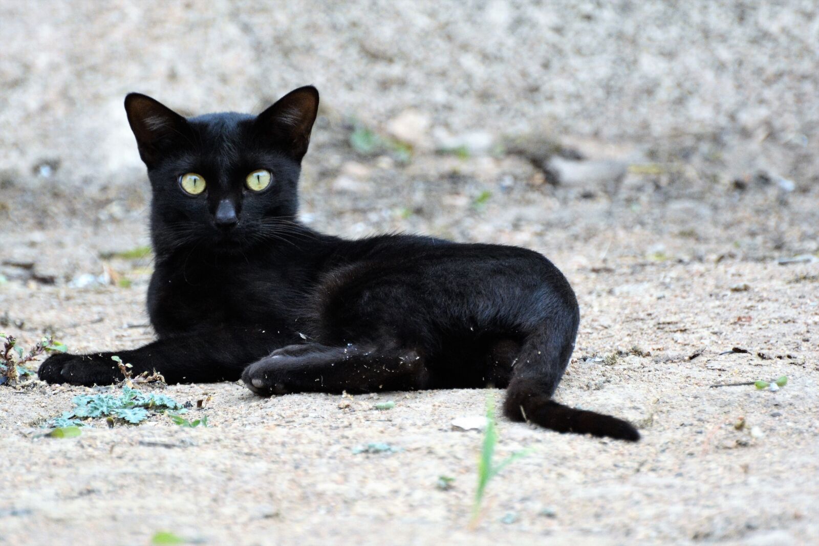 Nikon D7100 sample photo. Cat, alone, sitting photography