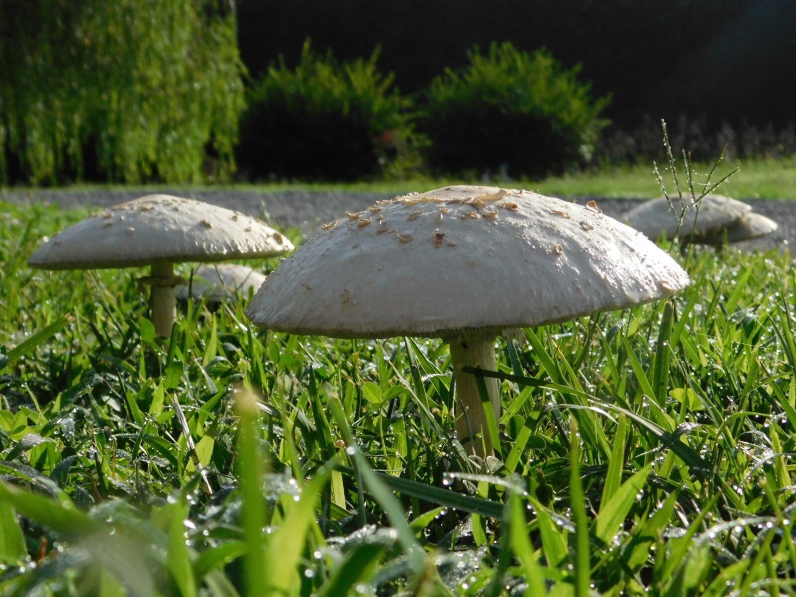 Nikon Coolpix L840 sample photo. Mushroom, grass, nature photography