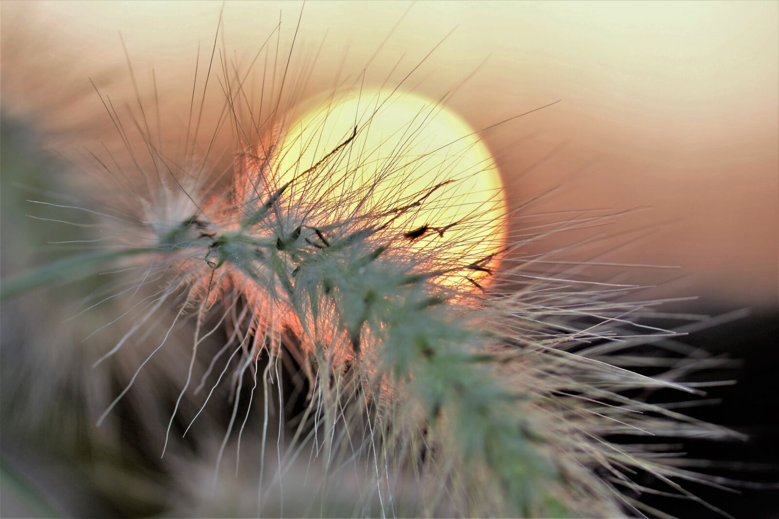 Nikon D5500 sample photo. Grasses, blade of grass photography