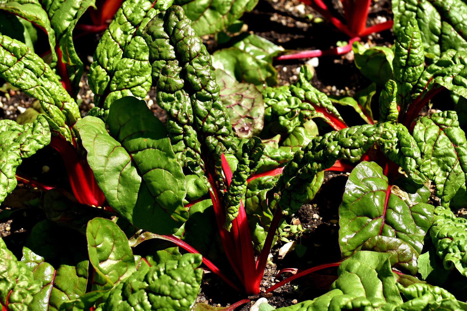 Nikon D7200 sample photo. Red swiss chard, chenopodiaceae photography