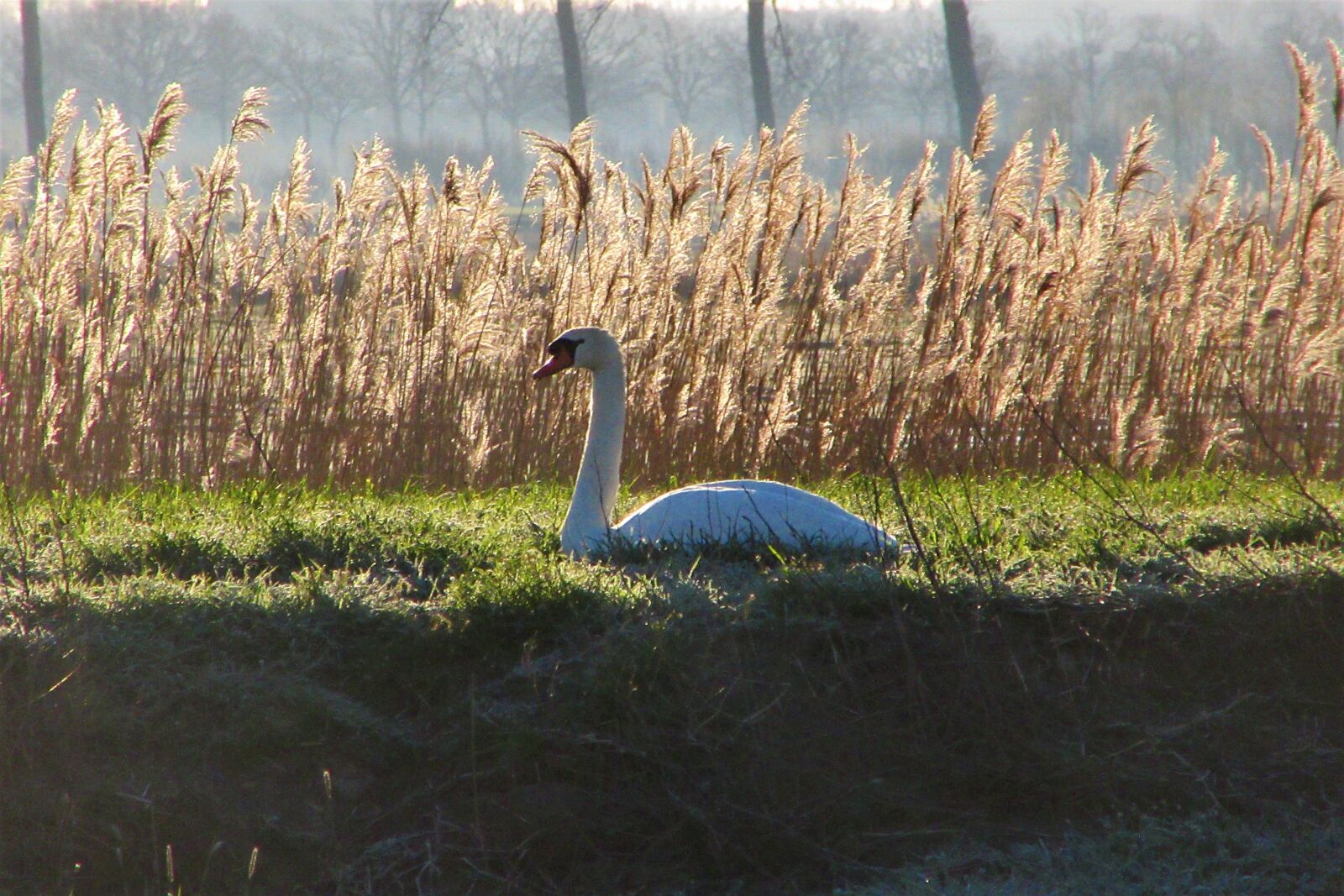 Canon PowerShot SX610 HS sample photo. Swan, morning, landscape photography