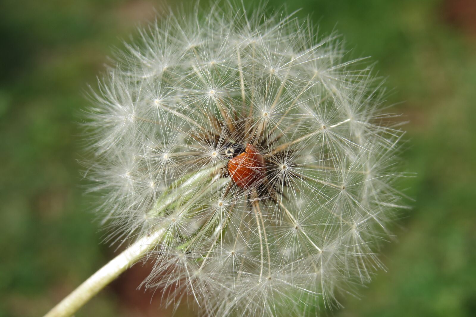 Canon PowerShot SX50 HS sample photo. Ladybug, dandelion, insect photography