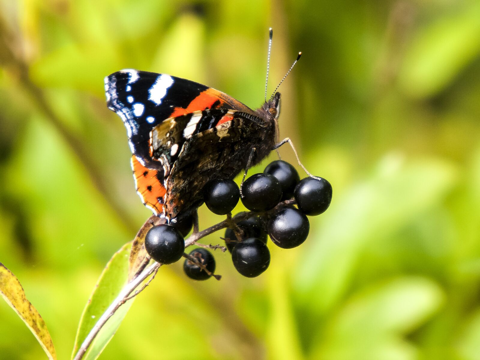 Olympus E-3 sample photo. Admiral, butterfly, animal photography