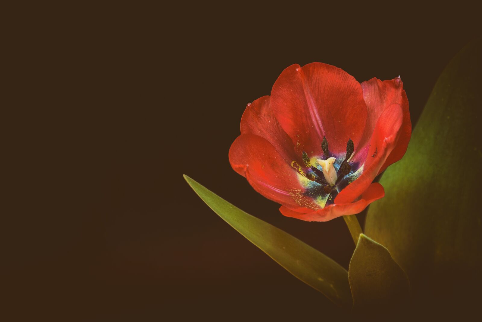 Nikon D5500 sample photo. Tulip, flower spring, spring photography