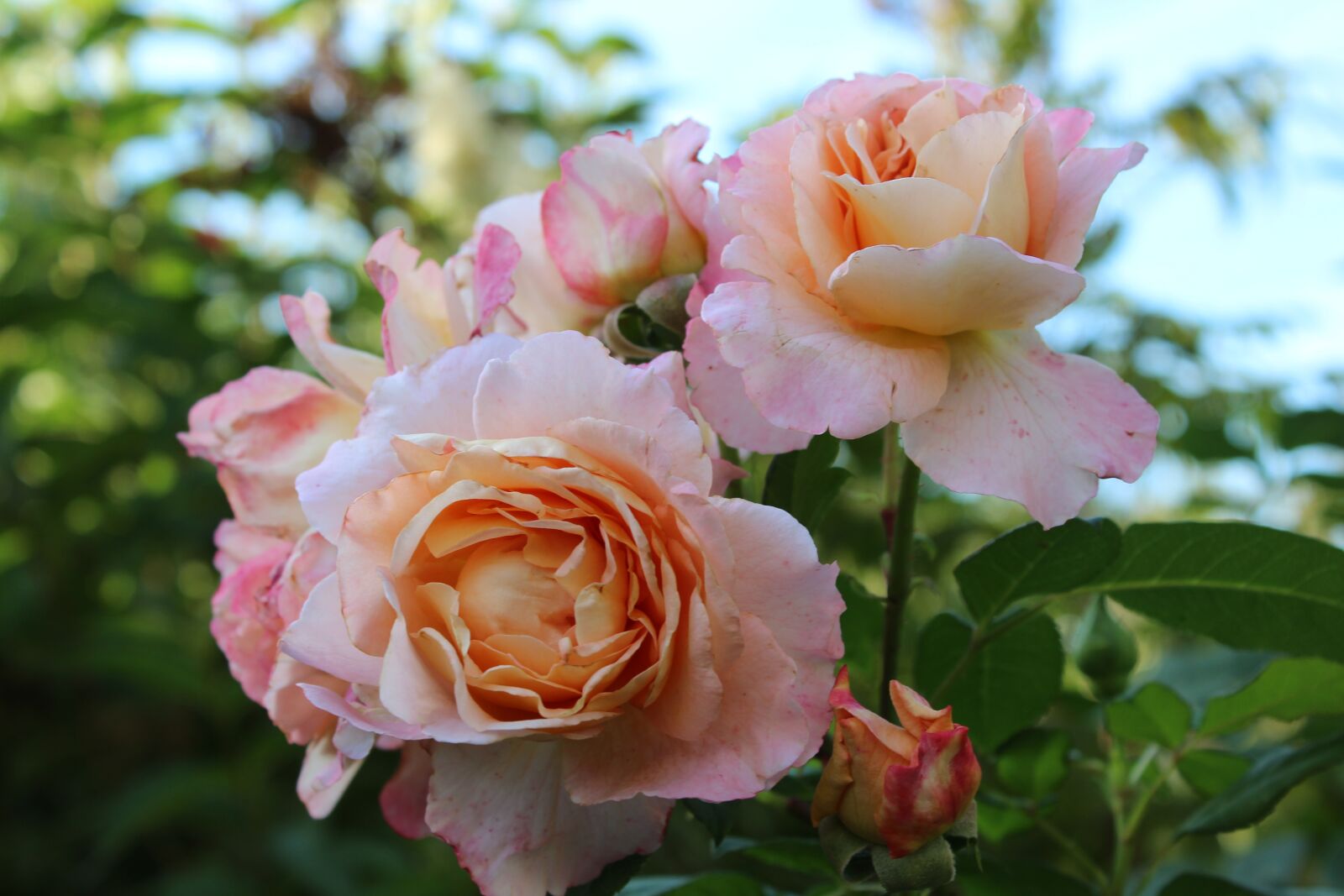 Canon EOS 1300D (EOS Rebel T6 / EOS Kiss X80) sample photo. Rose, floribunda, pink photography