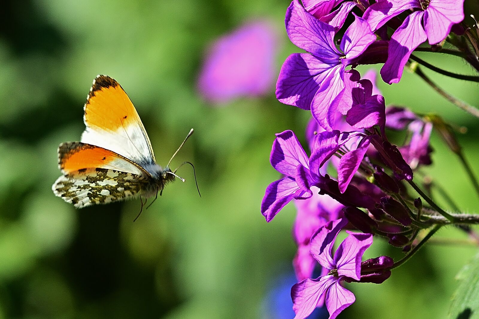 Nikon D5200 sample photo. Nature, aurora butterfly, flowers photography