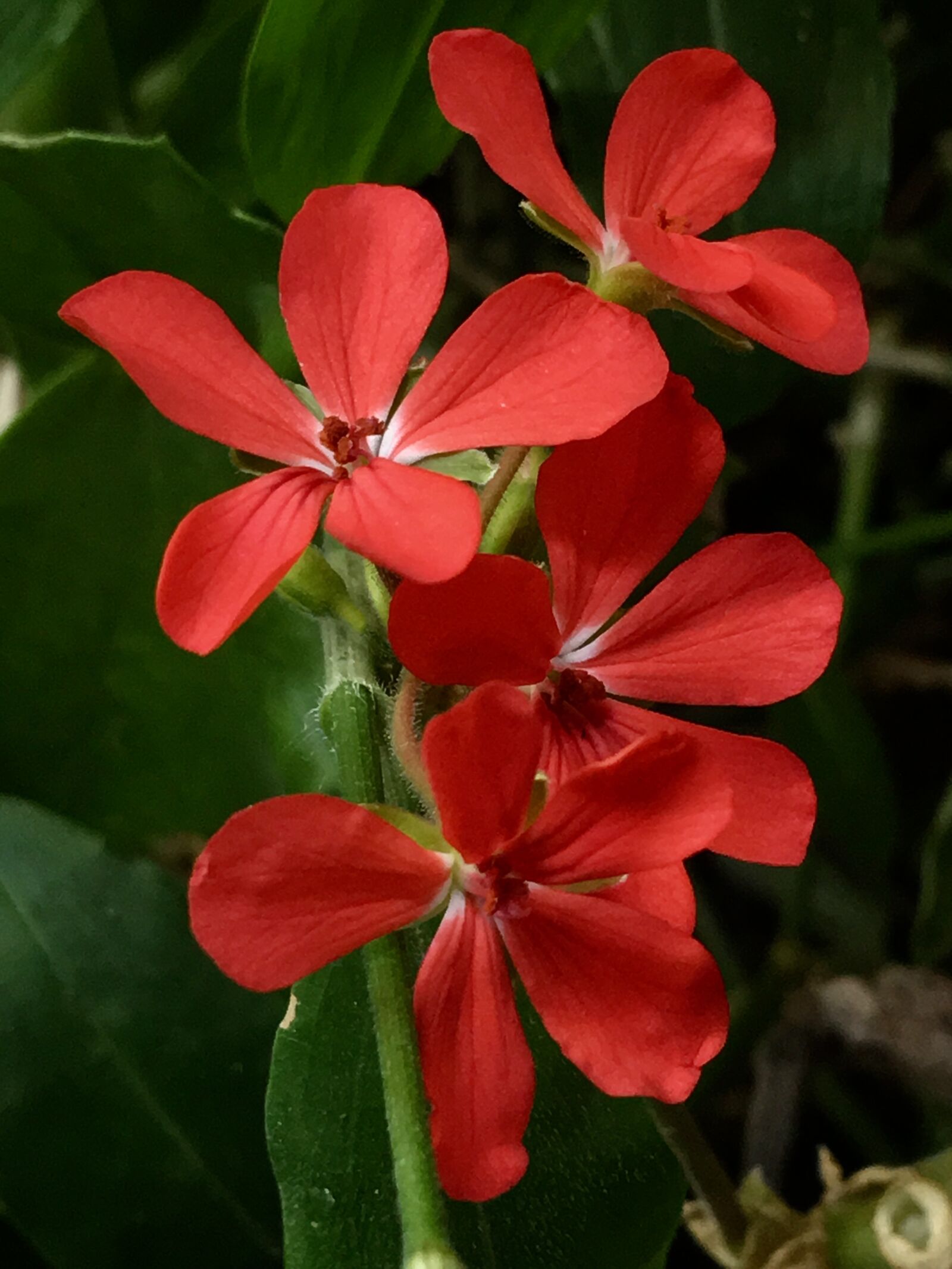 iPhone 6s Plus back camera 4.15mm f/2.2 sample photo. Red flower, small flowers photography