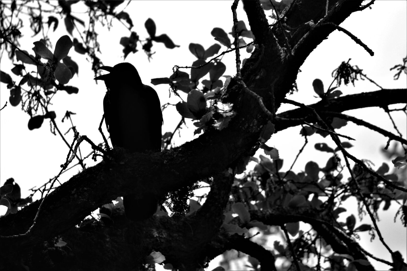 Canon EOS 1200D (EOS Rebel T5 / EOS Kiss X70 / EOS Hi) sample photo. Raven, bird, crow photography