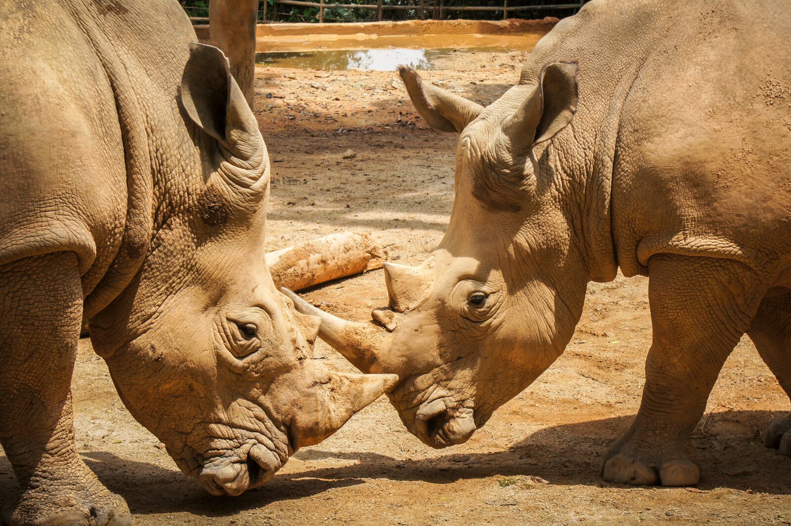Sony SLT-A33 sample photo. Rhinoceros, mammal, animal photography