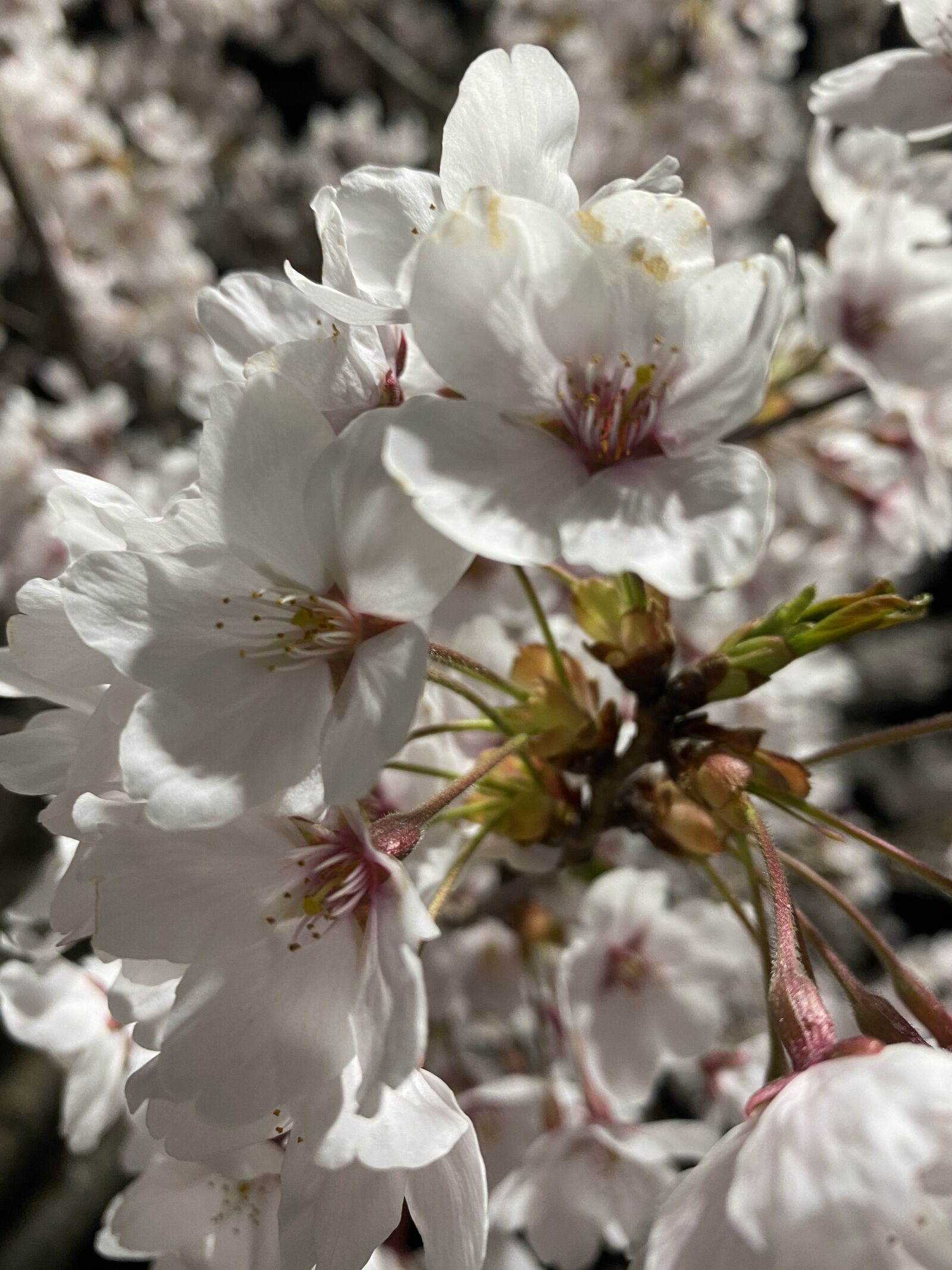 Apple iPhone 11 sample photo. Cherry blossom, 櫻花 photography