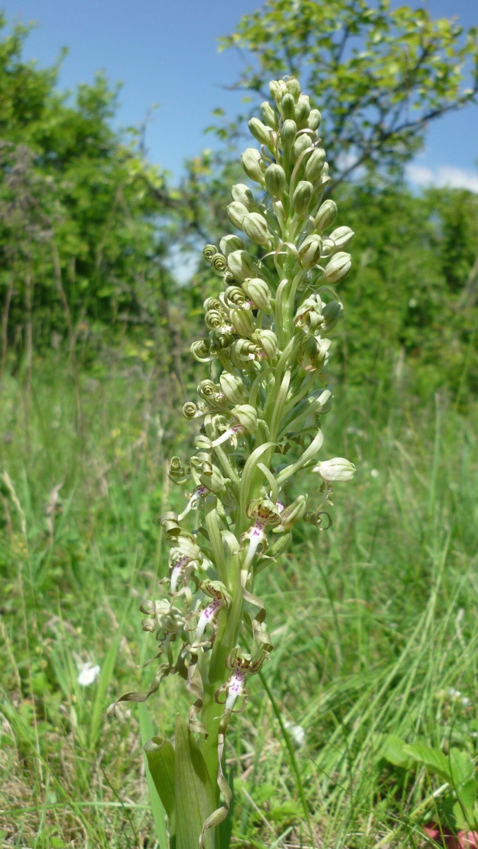 Panasonic Lumix DMC-FS6 sample photo. Orchid, rare, german orchid photography