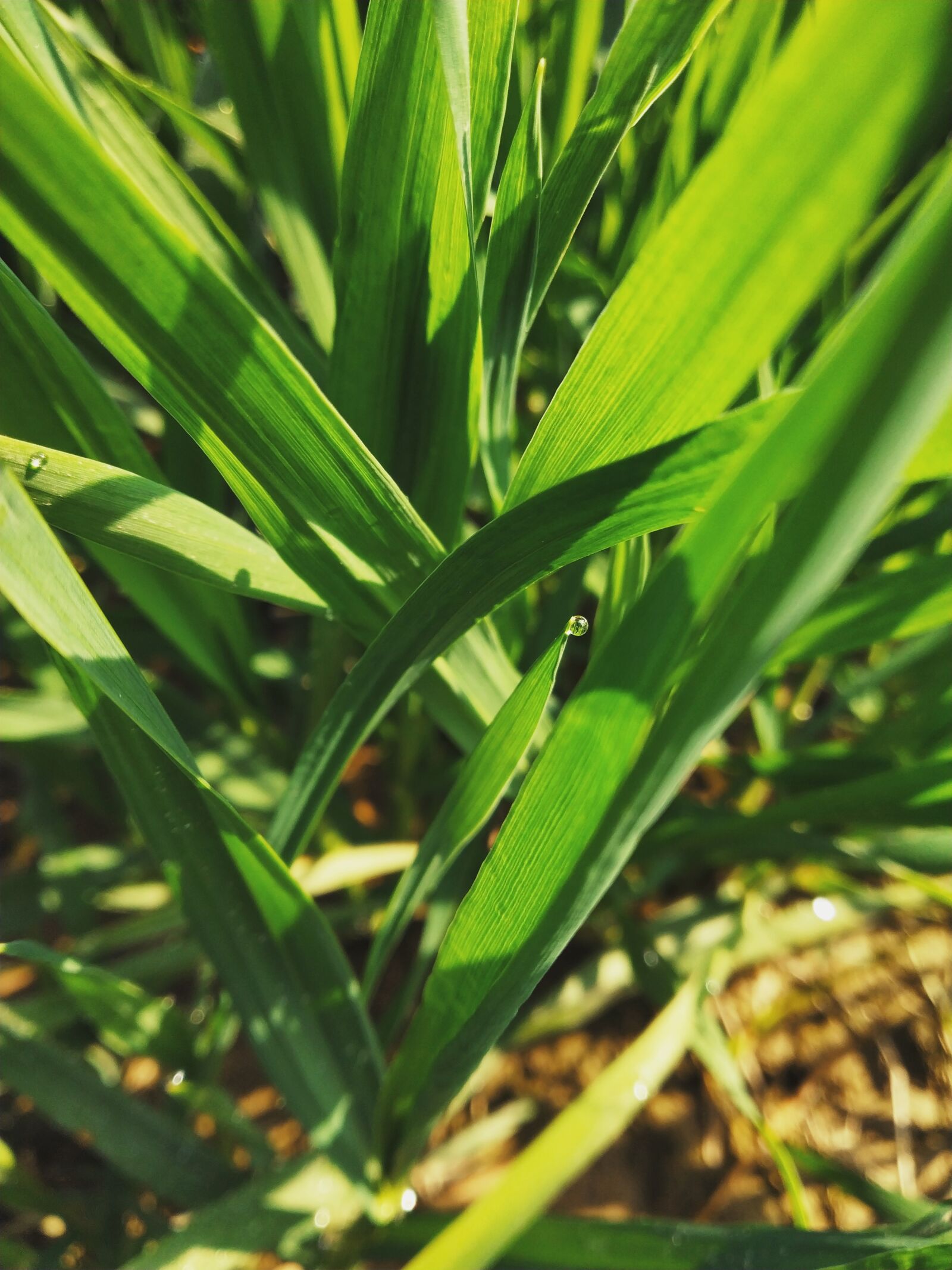 Xiaomi Redmi Note 5 Pro sample photo. Green leafs, dew drops photography