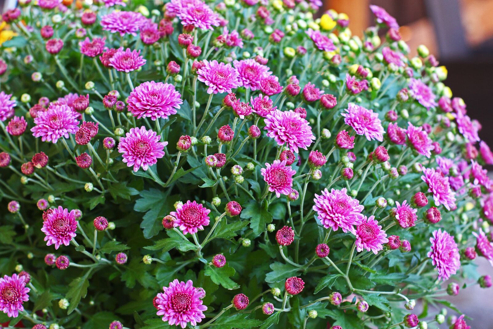Canon EOS 700D (EOS Rebel T5i / EOS Kiss X7i) sample photo. Chrysanthemums bush, chrysanthemum, autumn photography