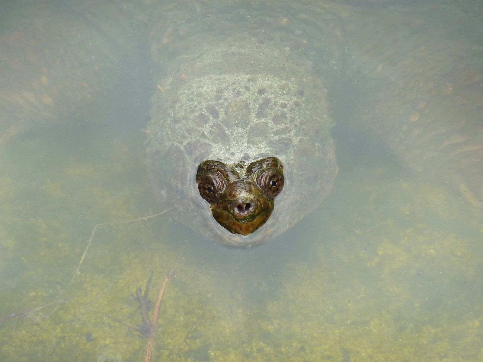 Panasonic DMC-TZ7 sample photo. Giant tortoise, water, emerges photography