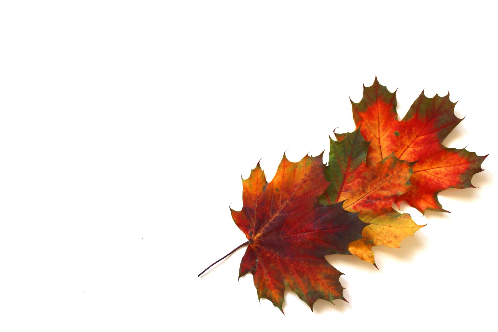 Canon EOS 700D (EOS Rebel T5i / EOS Kiss X7i) sample photo. Leaves, autumn, fall foliage photography