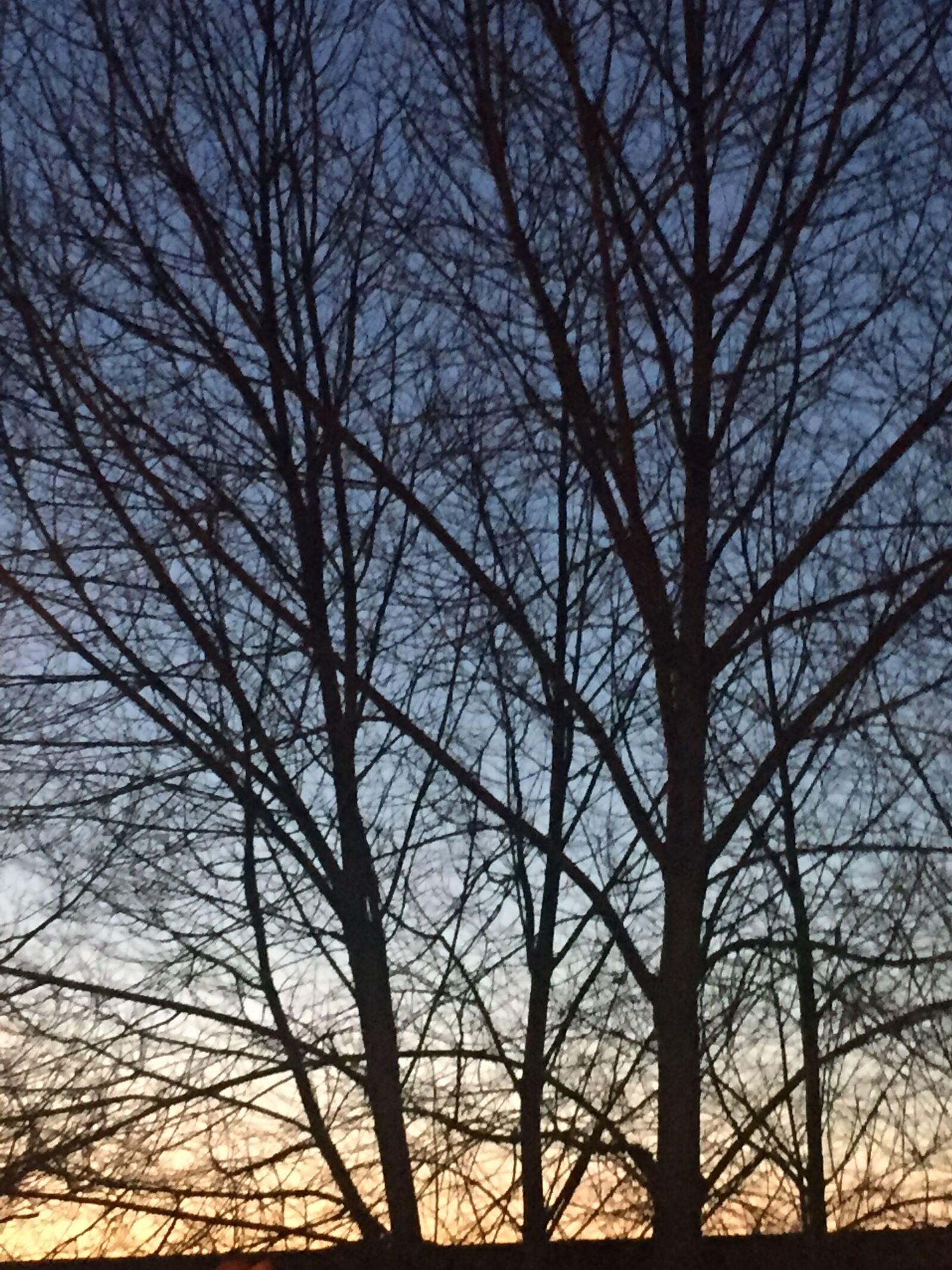 iPhone 6 back camera 4.15mm f/2.2 sample photo. Trees, silhouette, sunset photography