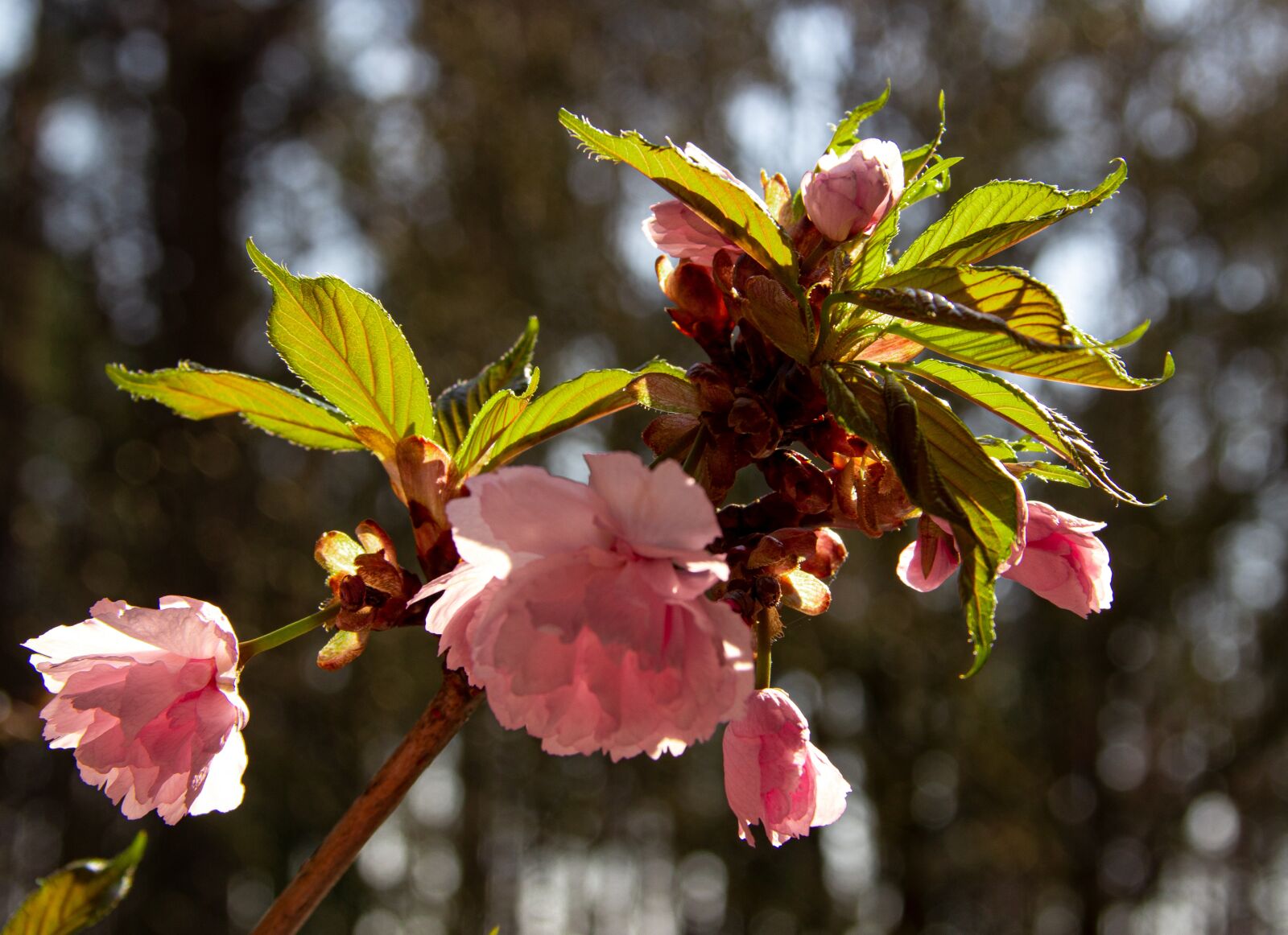 Canon EOS 60D sample photo. Japanese cherry blossom, blossom photography