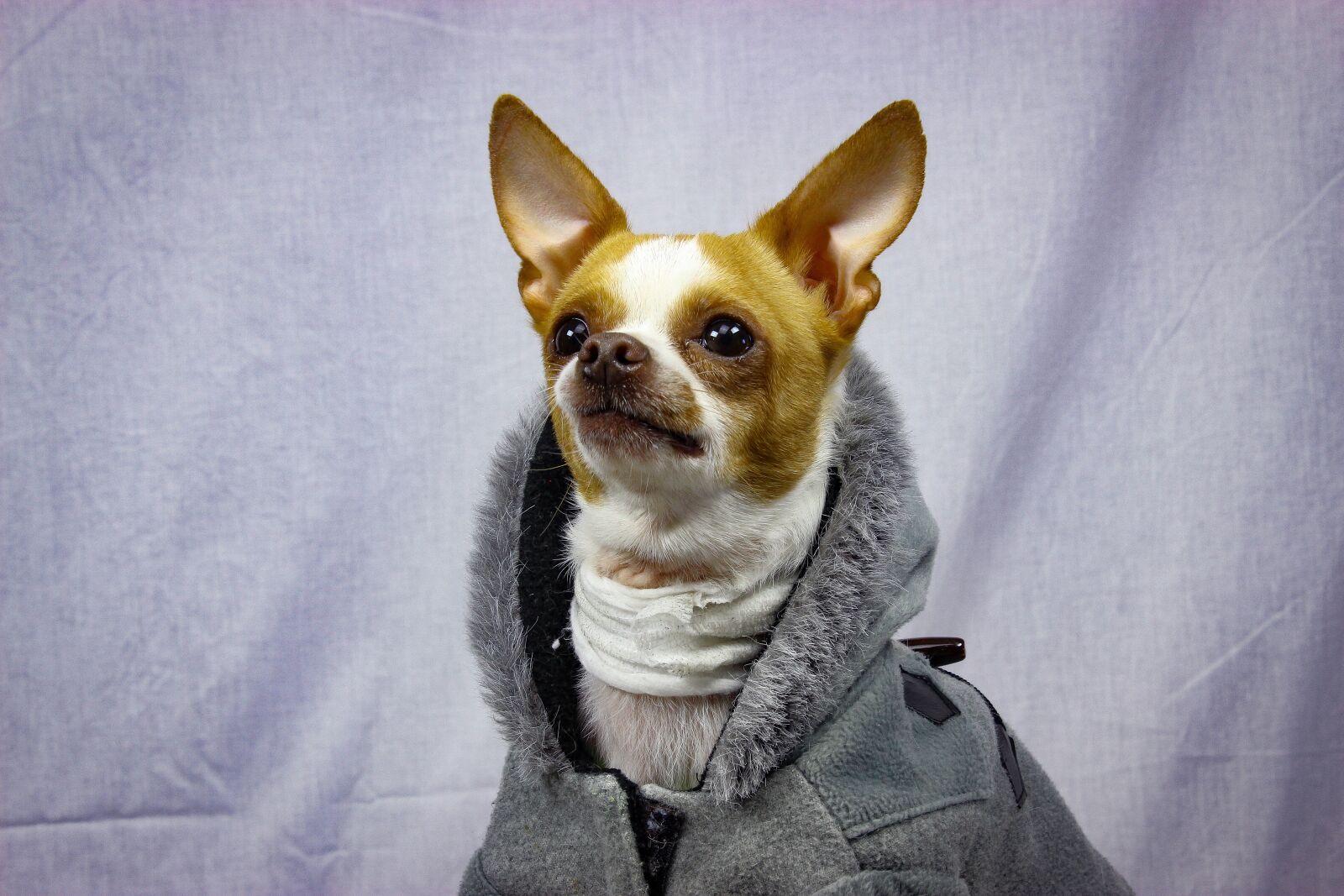 Canon EOS 600D (Rebel EOS T3i / EOS Kiss X5) sample photo. Portrait, cute, animal photography