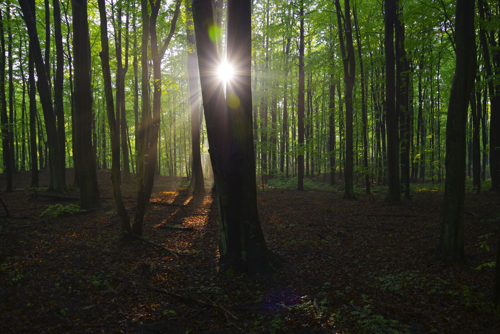 Pentax K-70 sample photo. Forest, nature, green photography